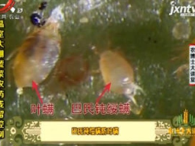 农博士大讲堂20190218 温室大棚蔬菜农药残留控制
