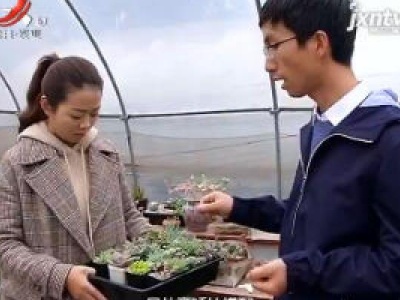 三农聚焦20190111 多肉种植 新潮致富