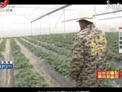 三农聚焦20190128 暖房里的冬季水果