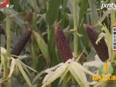 农博士大讲堂20190110 糯玉米的种植技术