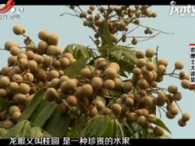 农博士大讲堂20181219 四季蜜龙眼栽培技术