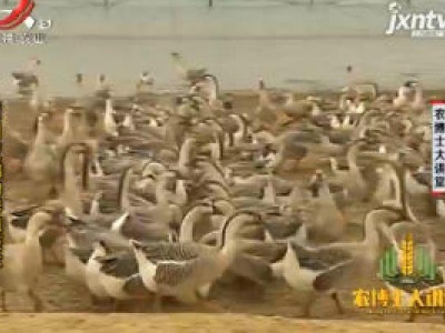 农博士大讲堂20190125 兴国灰鹅的养殖技术