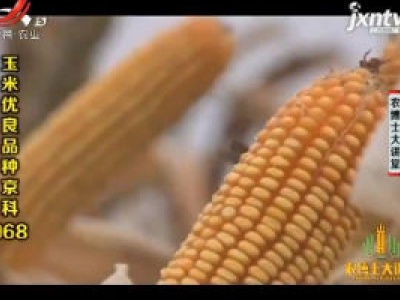 农博士大讲堂20190116 玉米优良品种京科968