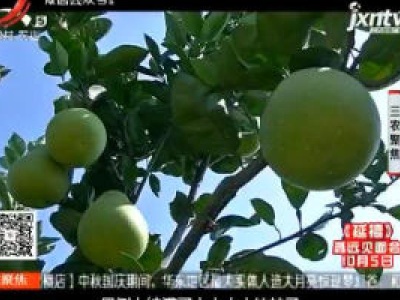 三农聚焦20180928 金秋柚香