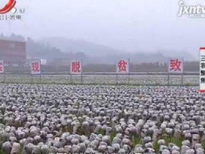 三农聚焦20190318 扶贫产业助力小镇脱贫