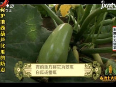 农博士大讲堂20181128 保护地西葫芦化瓜的防治