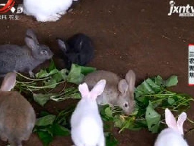 三农聚焦20181127 小萌物的大价值