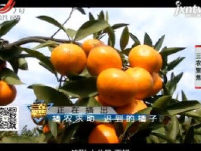 三农聚焦20181114 橘农求助 迟到的橘子