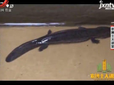 农博士大讲堂20181218 大鲵妙养巧经营