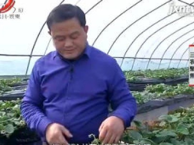 三农聚焦20190304 太空草莓出优势