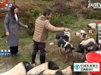 三农聚集20181204 模式养猪方法