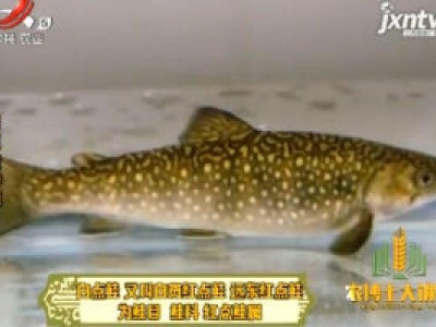农博士大讲堂20181204 白点鲑养殖