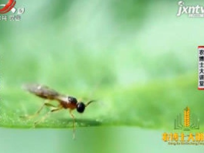 农博士大讲堂20181213 蚜虫克星 蚜茧蜂