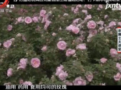 农博士大讲堂20180920 紫枝玫瑰栽培技术
