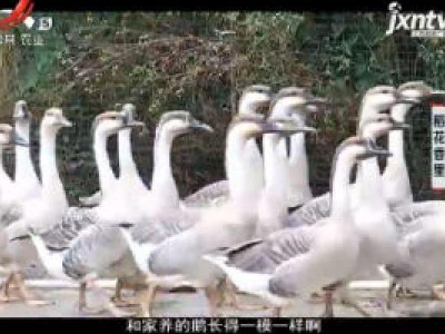 稻花香里20181128