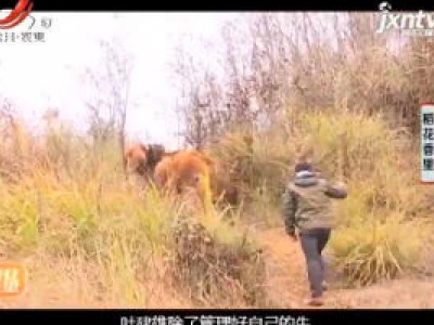 稻花香里20190304