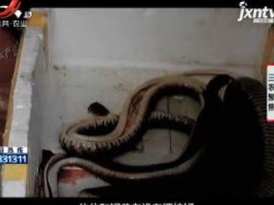 三农聚焦20190802 探访不为人知的“蛇经济”