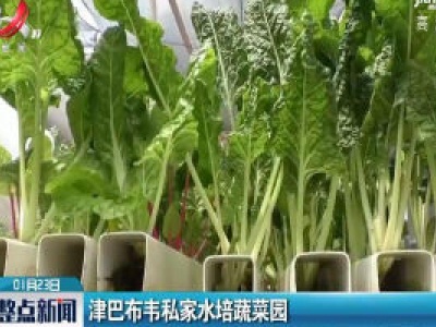 津巴布韦私家水培蔬菜园