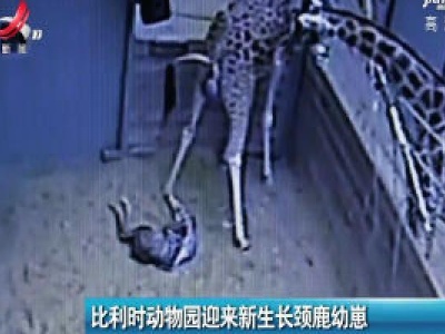 比利时动物园迎来新生长颈鹿幼崽