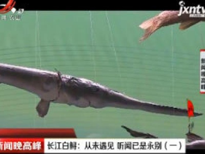 长江白鲟：从未遇见 听闻已是永别