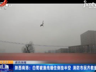 陕西商洛：白鹭被渔线缠住倒挂半空 消防市民齐救援