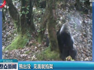 云南：熊出没 见面就掐架