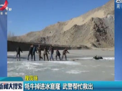 西藏：牦牛掉进冰窟窿 武警帮忙就出