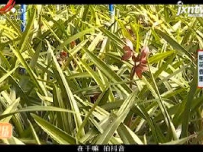稻花香里20200121
