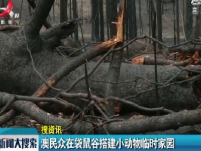 澳民众在袋鼠谷搭建小动物临时家园