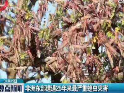 非洲东部遭遇25年来最严重蝗虫灾害