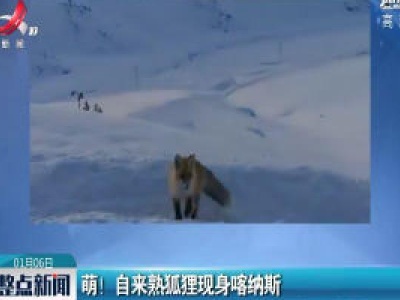 萌！ 自来熟狐狸现身喀纳斯