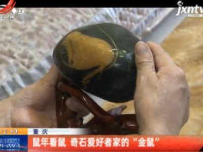 重庆：鼠年看鼠 奇石爱好者家的“金鼠”