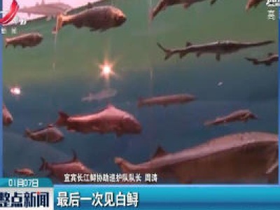 最后一次见白鲟