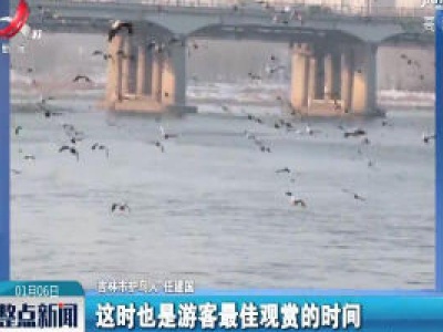 吉林：野鸭雪地嬉戏 天敌一来同时起飞