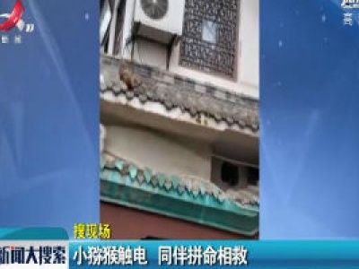 贵阳：小猕猴触电 同伴拼命相救