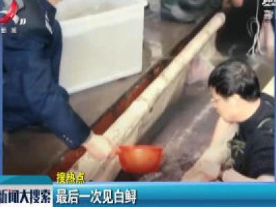 最后一次见白鲟