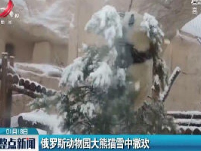 俄罗斯动物园大熊猫雪中撒欢