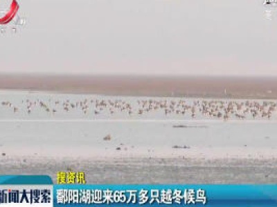 鄱阳湖迎来65万多只越冬候鸟