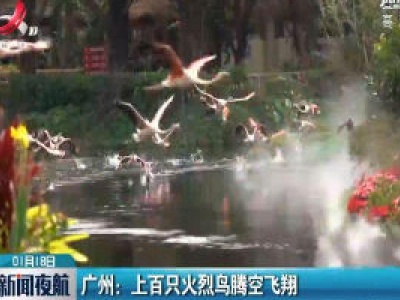 广州：上百只火烈鸟腾空飞翔