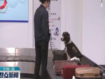 海关监管工作犬的年终总结
