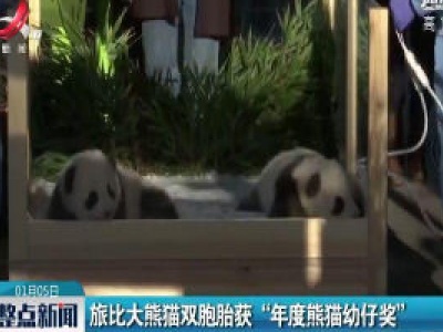 旅比大熊猫双胞胎获“年度熊猫幼仔奖”