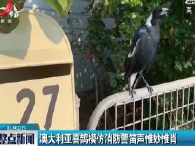 澳大利亚喜鹊模仿消防警笛声惟妙惟肖