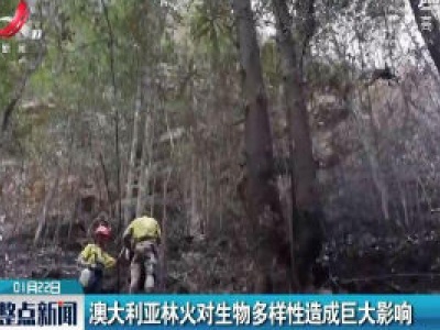 澳大利亚林火对生物多样性造成巨大影响