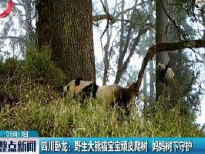 四川卧龙：野生大熊猫宝宝顽皮爬树 妈妈树下守护
