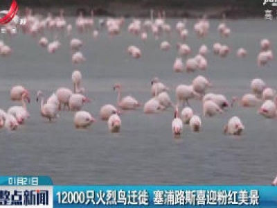 12000只火烈鸟迁徙 塞浦路斯喜迎粉红美景