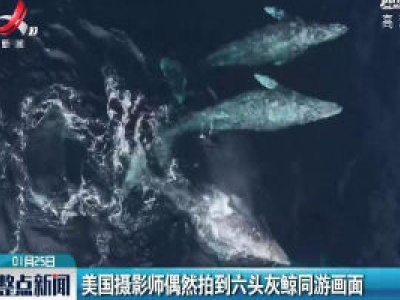 美国摄影师偶然拍到六头灰鲸同游画面