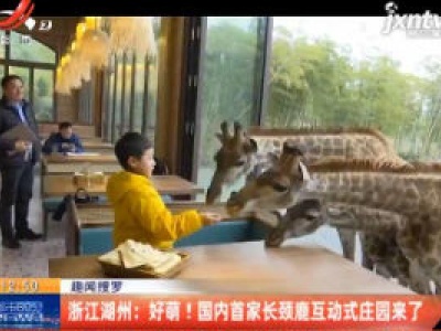 【趣闻搜罗】浙江湖州：好萌！国内首家长颈鹿互动式庄园来了