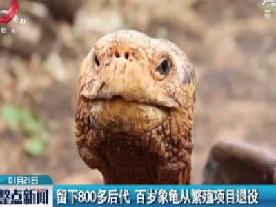 留下800多后代 百岁象龟从繁殖项目退役	