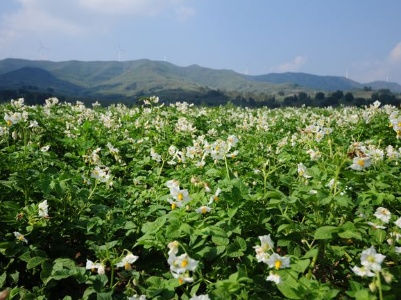 新春走基层|岚县:“山药蛋”变得“高大上”（脱贫攻坚一线见闻）