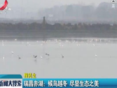 瑞昌赤湖：候鸟越冬 尽显生态之美
